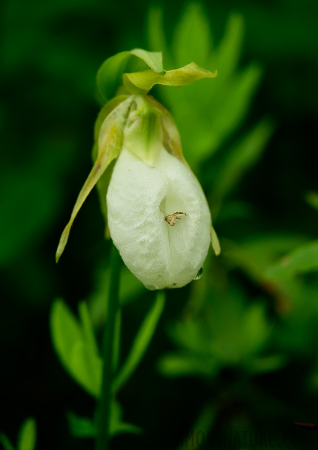 Cypripedium acaule [380 mm, 1/320 Sek. bei f / 7.1, ISO 2000]